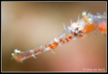   Ghost pipe fish. 105mm 10 diopter uncropped fish  